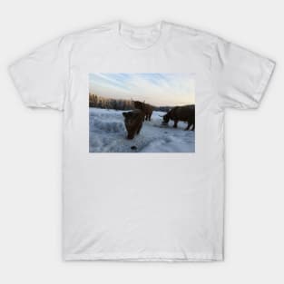 Scottish Highland Cattle Cows and Calf 1655 T-Shirt